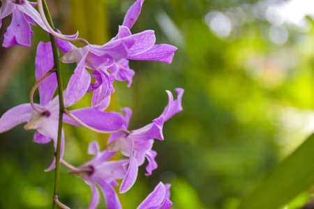 purple orchid blooming beautiful nature soft blur softの写真素材