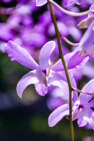 purple white beautiful orchid and moring light in farmの写真素材