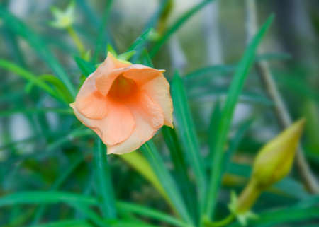 orange flower bright bloom in garden public in bangkok Thailandの写真素材