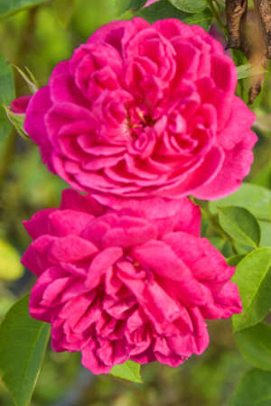 pink rose blooming soft blur in garden parの写真素材
