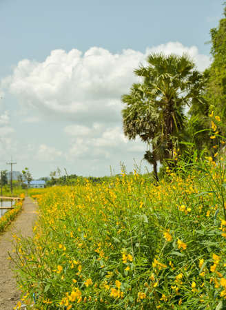 field of yellow flowers blooming and palm tree in garden park in Thailandの写真素材