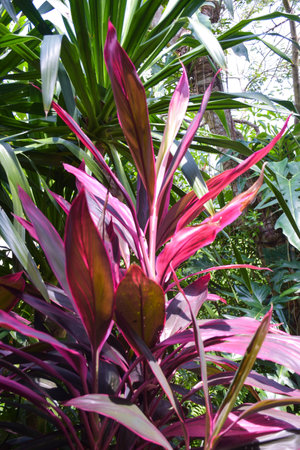eaves colorful bright in garden parkの写真素材