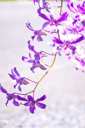 orchid purple white beautiful blooming   and moring light in gardenの写真素材