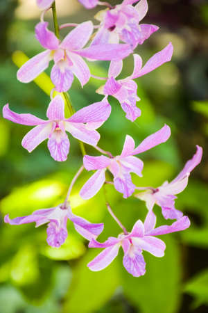 purple white beautiful orchid and moring light in farmの写真素材