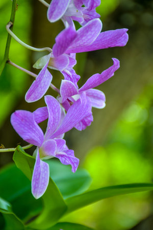 purple white beautiful orchid and moring light in farm Thailandの写真素材