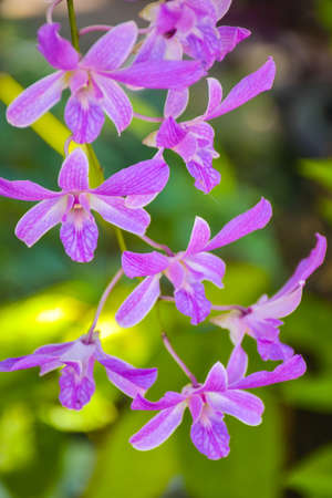 purple white beautiful orchid and moring light in farm Thailandの写真素材