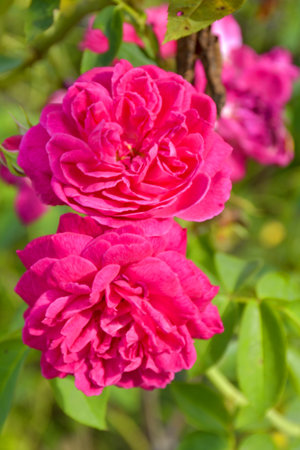 pink rose blooming bright soft blur in garden parkの写真素材