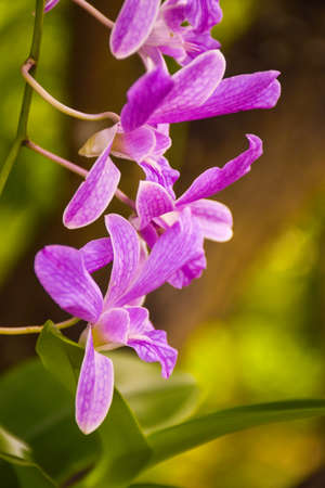 purple white beautiful orchid and moring light in farmの写真素材