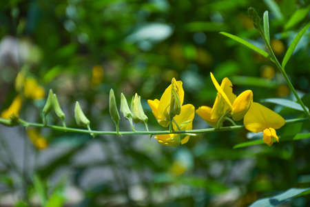 yellow flower stalks blooming soft blur backgroundの写真素材