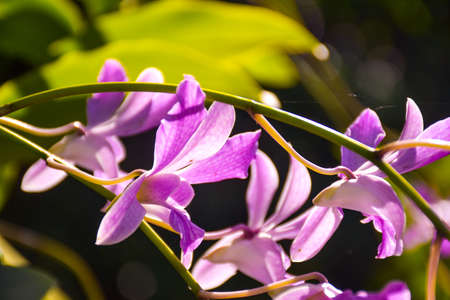 purple white beautiful orchid and moring sunlight beauty natureの写真素材