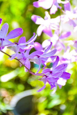 purple white beautiful orchid and moring light and bloomingの写真素材