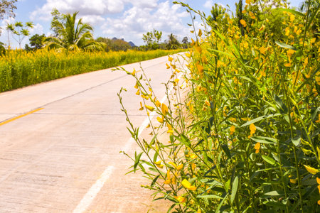 the road of beauty of yellow flowers in south Thailanの写真素材