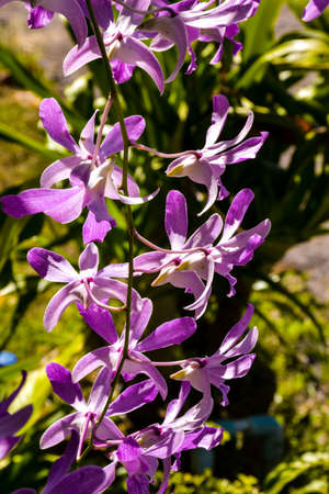 purple white beautiful orchid and moring light in farmの写真素材