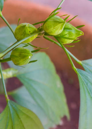 The hibiscus flowers are blooming in the potの写真素材