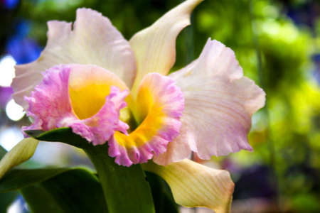 white and pink orchid flower beauty in farm south Thailandの写真素材