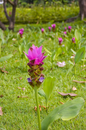 Purple Krachia flowers blooming in Chatuchak Park, Bangkok, Thailandの写真素材
