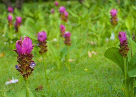 Purple Krachia flowers blooming in Chatuchak Park, Bangkok, Thailandの写真素材
