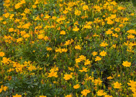 Yellow daisies bloom in Chatuchak Park, Bangkok, Thailandの写真素材