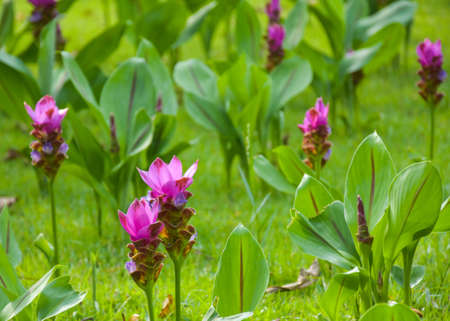 Purple Krachia flowers blooming in Chatuchak Park, Bangkok, Thailandの写真素材