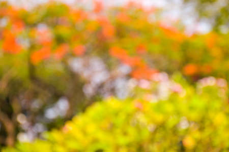 bokeh light nature abstract background soft blurの写真素材