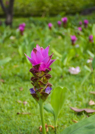 Purple Krachia flowers blooming in Chatuchak Park, Bangkok, Thailandの写真素材