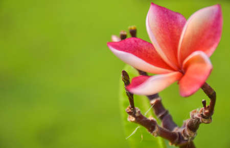 pink and white frangpani flowers bloom in chatuchak park Bangkok Thailandの写真素材