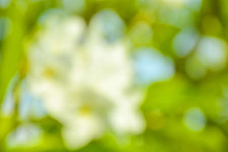 white flowers and bokeh light soft blur backgroundの写真素材