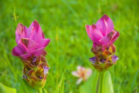 Pink Krachia flowers bloom in Chatuchak Park, Bangkok, Thailandの写真素材
