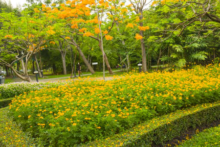 Yellow Daisy in full bloom in Chatuchak Park, Bangkok, Thailandの写真素材