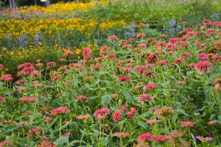 A field of beautiful fresh pink fuchsia flowers blooming in Chatuchak Park, Bangkok, Thailandの写真素材