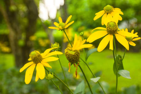Yellow Daisy in full bloom in Chatuchak Park, Bangkok, Thailandの写真素材
