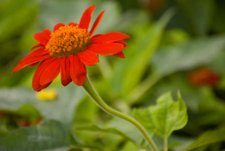 flowers, orange  in the Chatuchak gardenの写真素材