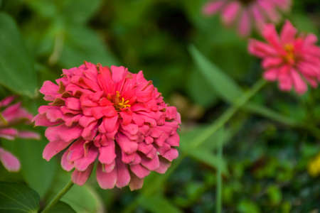 flowers, orange  in the Chatuchak gardenの写真素材