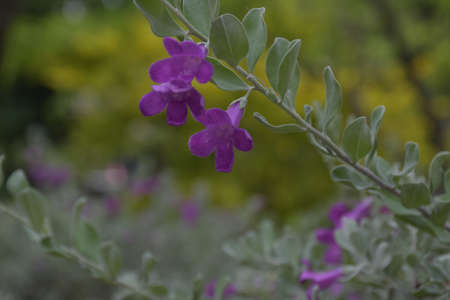 small purple flower blooming beauty nature in garden bangkok Thailandの写真素材