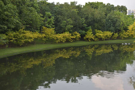 landscape Thailand garden beauty nature  park in bangkok beautiful natureの写真素材