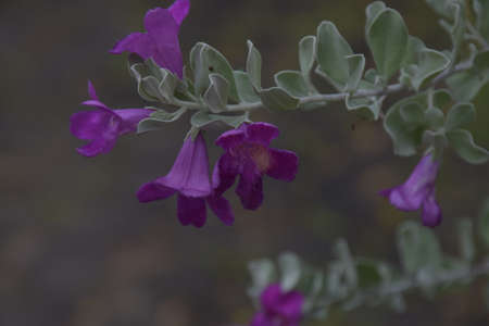 small purple flower blooming beauty nature in garden bangkok Thailandの写真素材