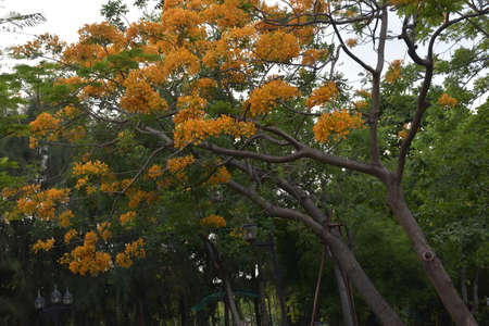 landscape Thailand garden beauty nature  park in bangkok beautiful natureの写真素材