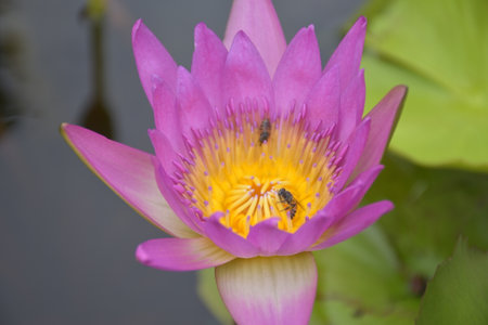 bees and blooming pink and blue  lotus in water gardenの写真素材
