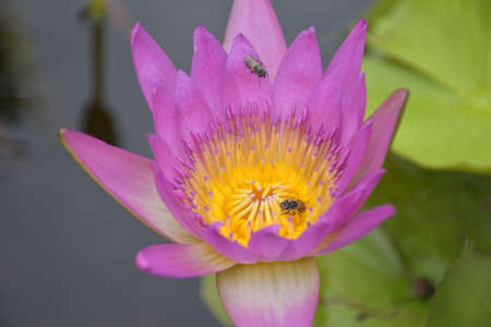 bees and blooming pink and blue  lotus in water garden
