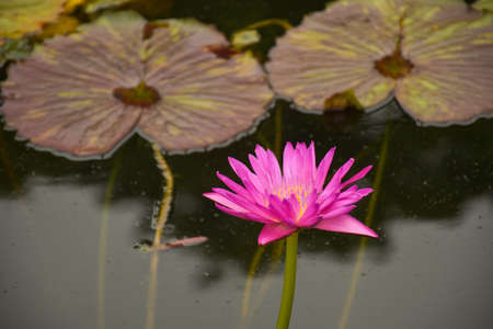 bee and blooming pink and yellow  lotus in water garden beautiful natureの写真素材
