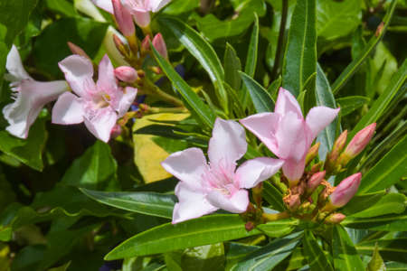 pink flower blooming beautiful nature in garden park Thailandの写真素材
