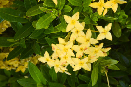 Yellow needle flowers bloom bright colors in a park in southern Thailand.の写真素材