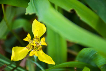 pink yellow orchid blooming in garden park