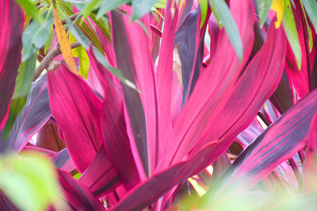Beautiful fresh pink leave colorful in garden