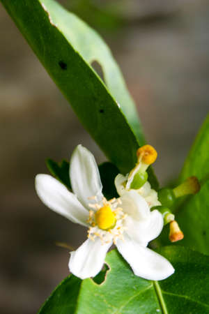 Lime blossoms bloom in the morning garden of Thailand.の写真素材