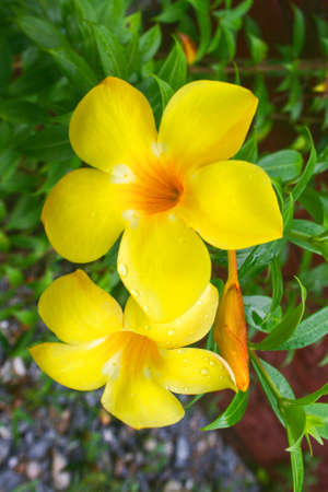 Allamanda cathartica yellow and beautiful petals in a Thai public parkの写真素材