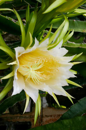 Dragon fruit blossoms bloom on a farm in southern Thailand.の写真素材