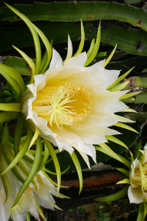 Dragon fruit blossoms bloom on a farm in southern Thailand.の写真素材