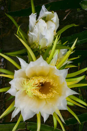 Dragon fruit blossoms bloom on a farm in southern Thailand.の写真素材