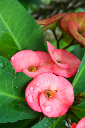 The red poisian cactus blooms in a pot in garden Thailandの写真素材